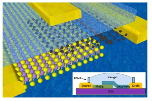 그래핀/MoSe2 접합소자의 모식도