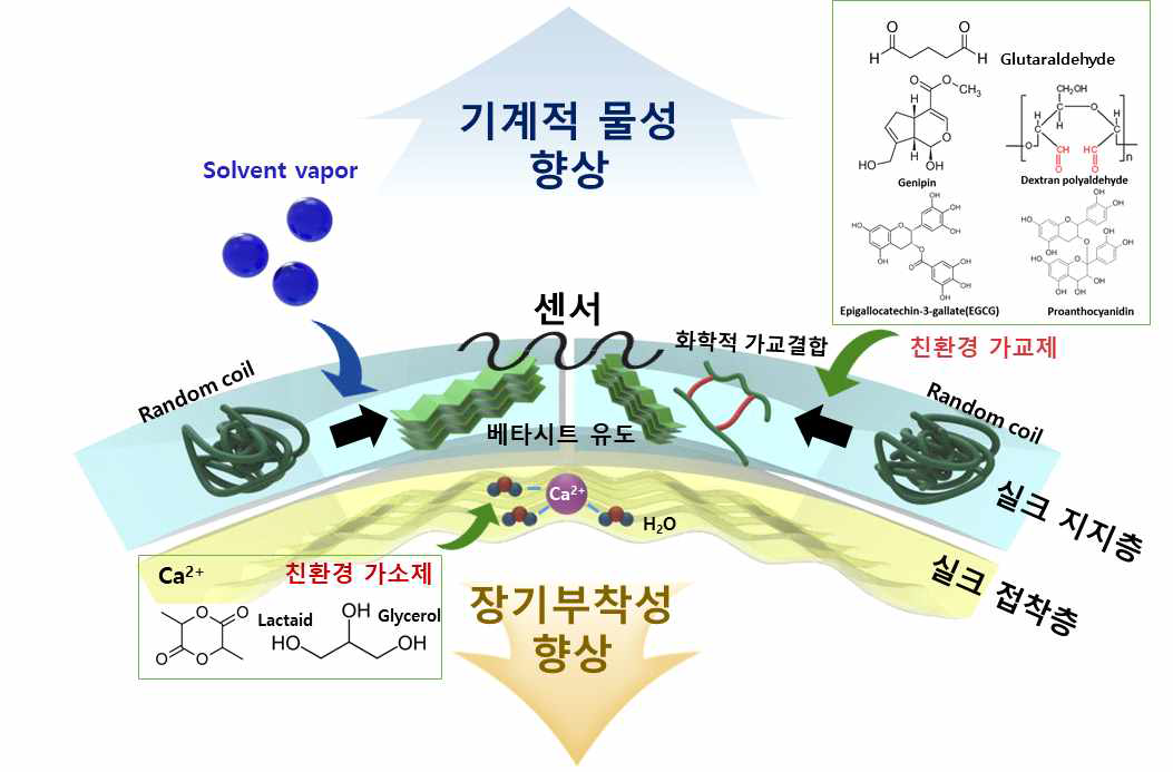 실크지지층-실크 접착층 이중층 구조를 이용하여 장기부착성 및 기계적 물성을 향상하려는 모식도. 장기부착성 향상을 위해서는 가소제를 첨가하고, 기계적 물성향상을 위하여는 용매증기압처리나 친환경 가교제를 활용하려고 함 (특허출원)