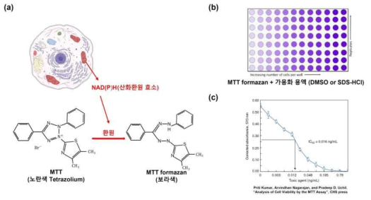 (a) 노란색 MTT 물질이 세포 대사로 인해 MTT formazan으로 환원되는 과정, (b) 가용화 용액과 혼합하여 독성 농도에 따른 흡광도 측정, (c) 소재의 독성 농도를 결정하기 위한 그래프