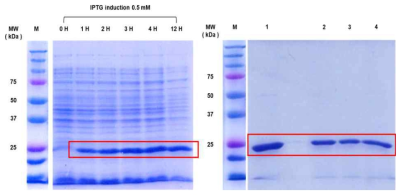 IPTG 유도 후 시간별 샘플 및 정제한 서커린-12 단백질의 SDS PAGE 결과