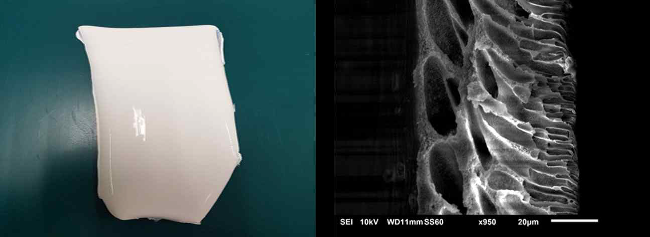 용매의 상분리를 이용해 제작한 다공성 PLA 필름의 사진과 SEM 단면 구조