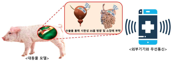 생체모사형 시한성 3S를 활용한 대동물모델 추진전략