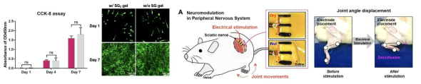 하이드로젤의 세포독성 시험 및 쥐의 좌골 신경의 말초신경계 전기자극 시험