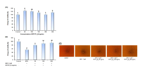 PYP1-B 또한 세포독성이 없었으며, MTX 세포독성에 대한 보호효과를 나타내었다