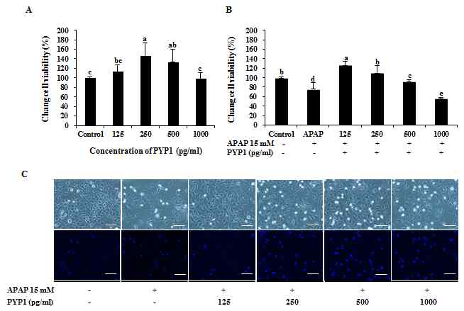 재조합단백질 PYP1의 간세포독성 확인