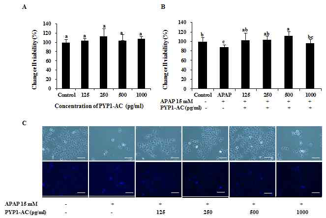 재조합단백질 PYP1-AC의 간세포독성 확인