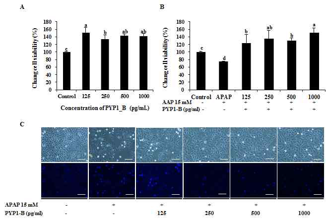 재조합단백질 PYP1-B의 간세포독성 확인