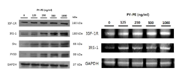 PYP1은 IRS-1, Shc, PY99 모두 농도 의존적으로 단백질과 mRNA의 발현량이 증가하는 것을 확인할 수 있었다