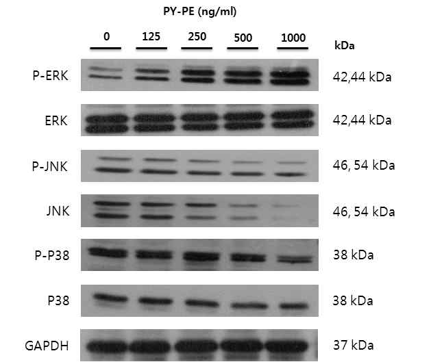 PYP1은 ERK의 인산화를 증가시킨 반면에, JNK와 p38의 인산화는 농도 의존적으로 감소시켰다