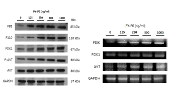 PYP1은 IGF-IR에 의해 조절되는 하위 신호전달 경로인 MAPK pathway와 PI3K/Akt pathway의 활성화하였다