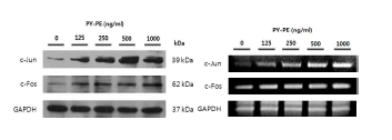 PYP1은 c-Jun과 c-Fos의 단백질 및 mRNA 발현 모두 증가시켰다