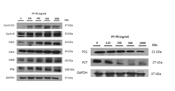 PYP1은 cyclin D1, cyclin E, Cdk2, Cdk4, Cdk6 그리고 pRb의 발현이 모두 증가하는 것을 확인할 수 있었고, p21과 p27은 대조군에 비하여 농도의존적으로 감소