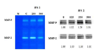 PYP1-1는 MMP-9 및 –2의 활성에는 영향을 주지 않았다