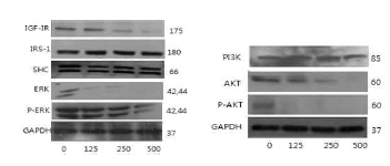 PYP1-2 처리 시 IGF-IR과 phospho ERK의 발현이 감소하였다