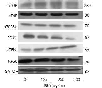 PYP1-2 처리 시, mTOR, p70S6K 감소되었으며, PTEN은 증가하였다