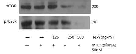 PYP1-2은 mTOR과 p70S6K의 발현을 감소시켰다