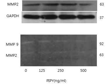 PYP1-2 처리 시 zymograpy에서는 MMP-2, MMP-9 모두에서 농도 의존적으로 감소하였다