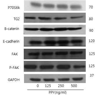 PYP1-2 처리 시 p70S6K, TG 2, B-catenin, P-FAK 발현을 감소시켰다