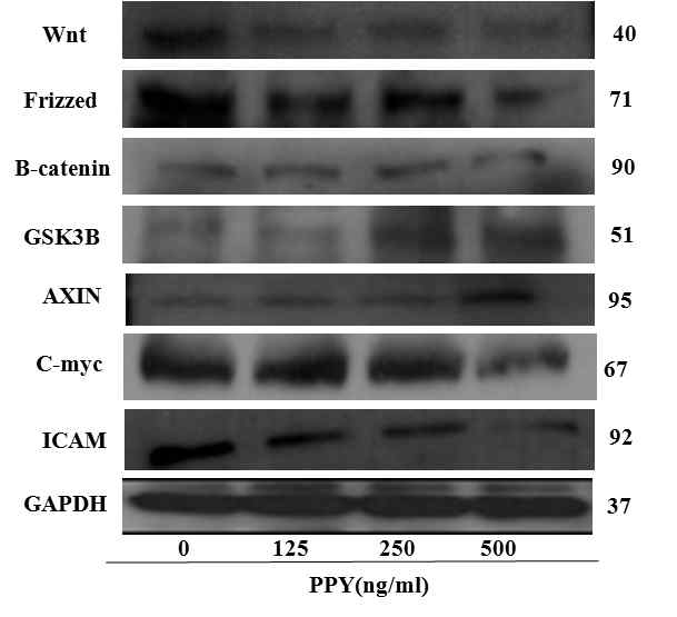 PYP1-2는 Wnt/β-catenin의 신호 전달을 억제하였다