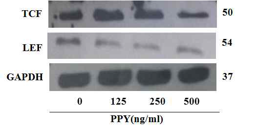 PYP1-2는 TCF/LEF 단백질 통해 Wnt signal의 차단하였다