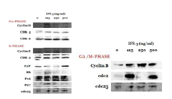 PYP1-2은 p27 발현 감소 시켰으며, G2/M기를 조절하는 cyclin B와 cdc 2의 발현을 증가시켰다