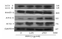 PYP1-2은 LC3, ATG protein 5, 7의 발현을 증가시켰다