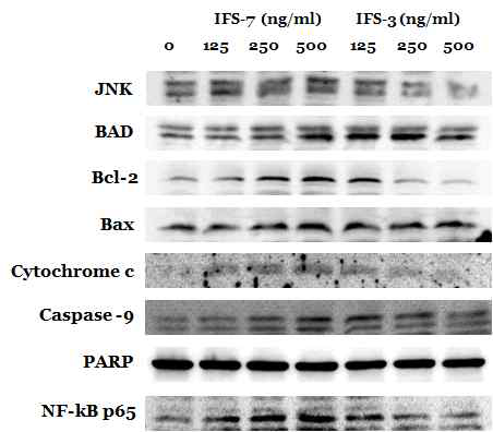 PYP1-2 세포생존 에 관여하는 bcl-2, precaspase-9, NF-κB의 발현을 감소시켜 세포 증식을 억제하는 것으로 나타났다