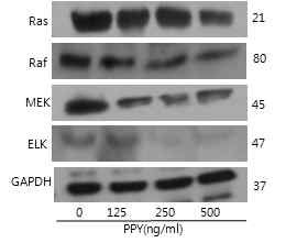 PYP1-2는 Ras/Mek/Elk 신호전달을 활성화하여 세포사멸을 조절하였다