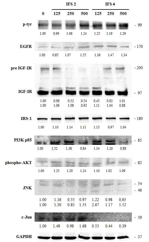 PYP1-5는 IGF-IR, PI3K, Jun의 발현을 감소시켰다