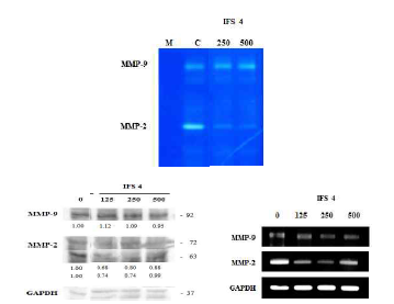 PYP1-5는 MMP-2와 -9의 활성을 억제하여 세포 증식을 억제하는 것으로 확인하였다.