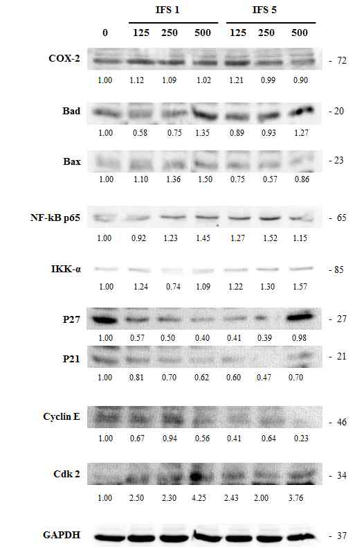 PYP1-5는 bad, cdk 2의 발현을 증가시키고, p21, cyclin E의 발현을 감소시켜 세포 증식을 억제하였다