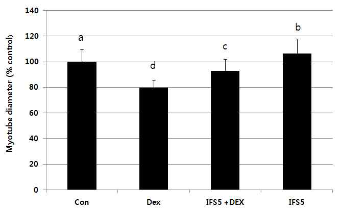 DEX group에서 20% 정도 줄어 들었던 세포직경이 PYP1-5(500 ng/ml)의해 회복되었다