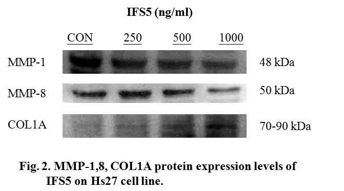PYP1-5는 MMP-1,8 발현은 감소시키고, Type 1 collagen 발현은 증가시켰다