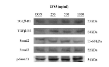 PYP1-5는 TGF β/Smad 신호전달을 활성화하여 콜라겐 생합성을 촉진시켰다
