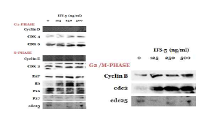PYP1-7은 G1기를 조절하는 CDK 6, S 기를 조절하는 CDK 2, G2/M기를 조절하는 cyclin B와 cdc 2의 발현을 증가시켰다