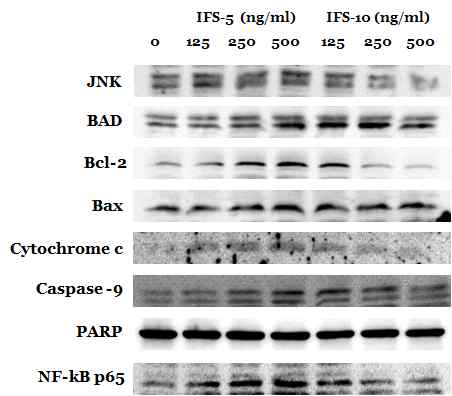 PYP1-7은 세포 생존에 관여하는 bcl-2, precaspase-9, NF-κB의 발현을 증가시켰다