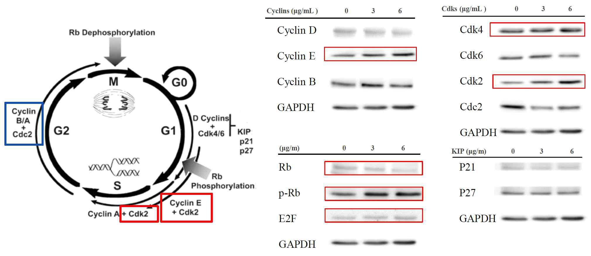 겟메꽃 85% MeOH 분획분획물은 cycline E, cdk 2, cdk 4, p-Rb의 단백질 발현을 증가시켜 G0/G1기와 S기를 저해하는 것으로 나타났다