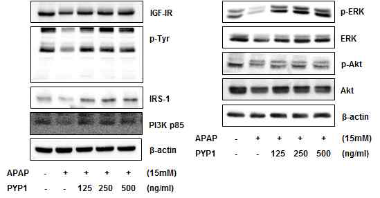 아세트아미노펜에 의한 ERK 인산화 감소는 peptide 1 처리 시 상쇄되었다