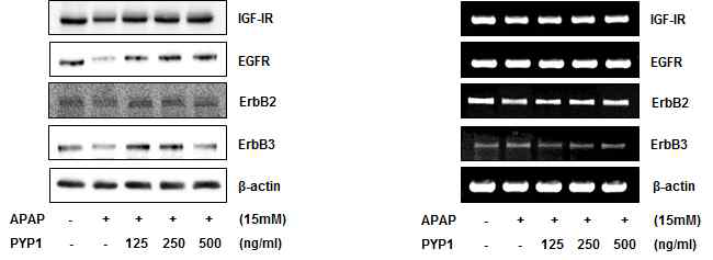 아세트아미노펜에 의한 EGFR 신호전달 억제는 peptide 1 처리 시 상쇄되었다