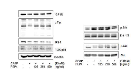 아세트아미노펜에 의한 PI3K, p85, p110 및 ERK 인산화 감소는 peptide 1 처리 시 상쇄되었다