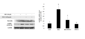 DEX에 증가된 Myostatin과 그 receptor인 ActRⅡb의 발현이 peptide 5 에 의해 억제되었다