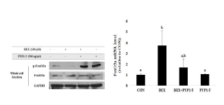 DEX에 증가된 FoxO의 발현이 peptide 5에 의해 억제되었다