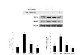 DEX에 증가된 MuRF1, MAFbx의 발현이 peptide 5에 의해 억제되었다