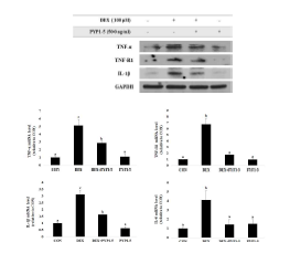 DEX에 증가된 TNF-a, TNF-R1, IL-1b의 발현이 peptide 5에 의해 억제되었다