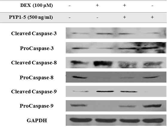 DEX에 증가된 Caspase 3, 8, 9의 발현이 peptide 5에 의해 억제되었다