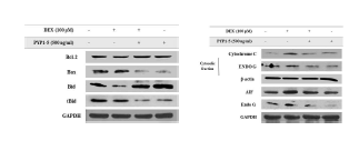 DEX에 증가된 Bax/Bcl-2의 비율과 tBid, Cytochrome c, ENDO G와 AIF의 발현이 peptide 5에 의해 억제되었다