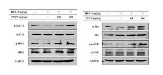 DEX 투여에 의해 감소된 근육조직 Akt와 mTOR 인산화는 peptide 5에 의해 증가하였다