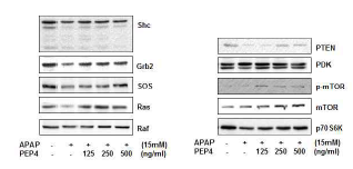 아세트아미노펜에 의한 mTOR, p70S6K 신호전달 억제는 peptide 1 처리 시 상쇄되었다
