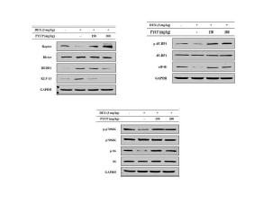 DEX 투여에 의해 억제된 근육조직 p70S6K, S6, 4E-BP1 인산화와 eIF4E 발현이 peptide 5에 의해 증가하였다