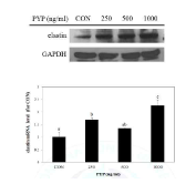 Peptided 5는 Hs27 세포에서 엘라스틴 단백질과 mRNA 발현을 증가시켰다